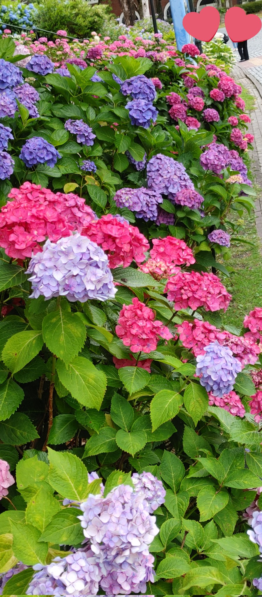 カーツウェル 本物の紫陽花と 金平糖あじさい 笑 本当の紫陽花みたいでしょ ハウステンボス あじさい祭り ハート 金平糖 佐世保 T Co M8ys7xsovn Twitter カーツウェル 本物の紫陽花と 金平糖あじさい 笑 本当の紫陽花みたいでしょ ハウステンボス あじさい祭り ハート 金平糖 佐世保 T Co M8ys7xsovn Twitter