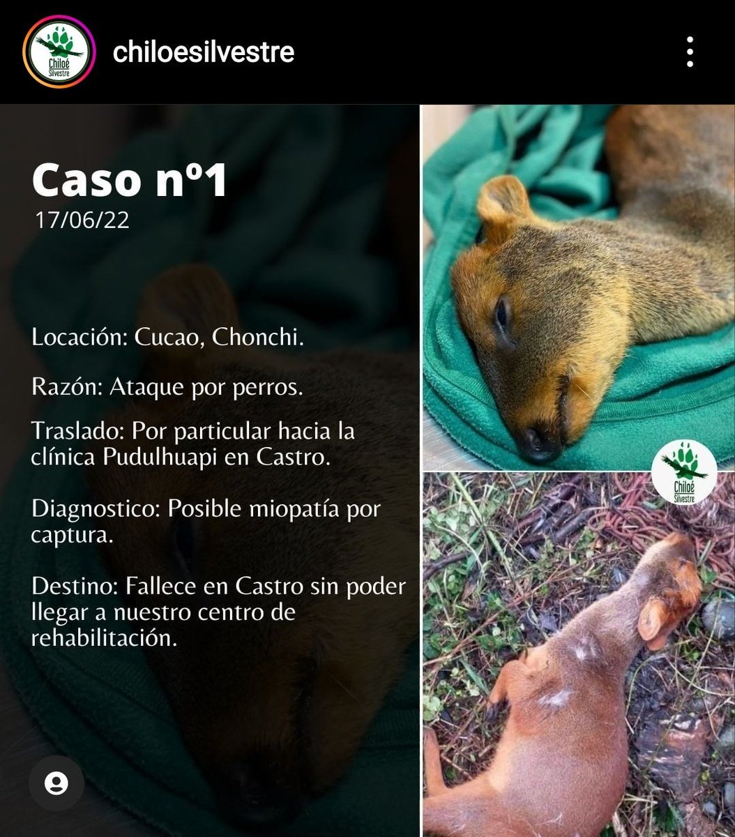 moisesgallo's tweet photo. Qué horrible lo que está pasando en #Chiloé con los pudúes atacados por perros o atropellados. 

Cuatro casos en 48 horas. Tres muertes, incluida una eutanasia porque los perros se la estaban comiendo viva.

El post completo en el IG de Chiloé Silvestre: https://t.co/sEOW6wCdTj https://t.co/3tfFpEYckv