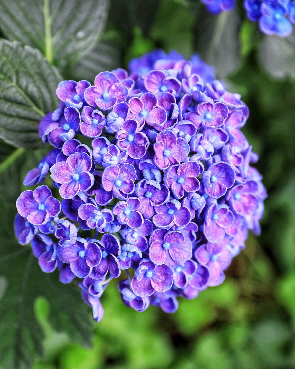 本日のアジサイ ポップ コーン 濃い青 濃いピンクの一重手鞠咲きで 花弁の縁が内側に巻く貝咲き 花房はやや小さめで 花付きがよい 樹勢は中程度で 中型の株に生育する 在来品種のオタフク ウズアジサイ よりも色が濃く 株もコンパクト 品種解説 河合伸志