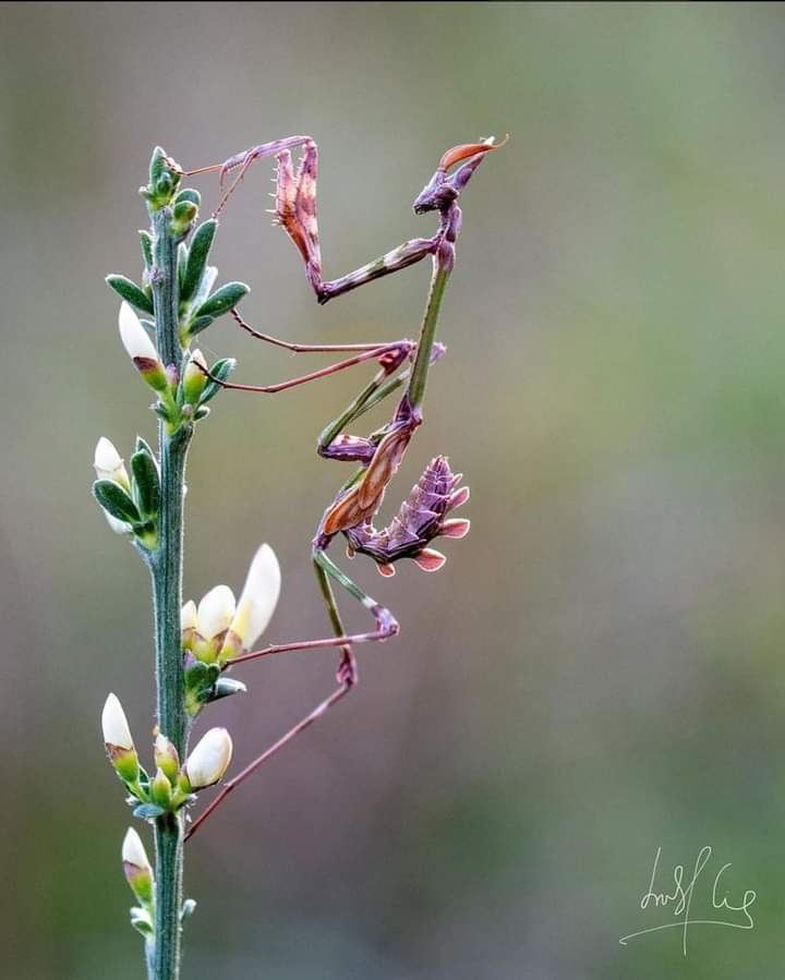 dixie_hadaway's tweet photo. #Entomology

Empusa pennata, or the conehead mantis, is a species of praying mantis in genus Empusa native to the Mediterranean Region. It can be found in Portugal, Spain, southern France, Italy, Morocco, Algeria, Tunisia, Libya and Egypt. 

Photo 📸 @isacid https://t.co/3uj6SFjaEl