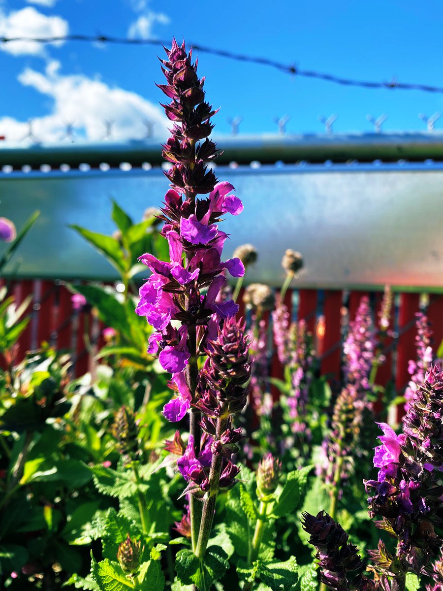 FixGrow's tweet photo. Purple Salvia (salvia nemorosa) - the most deer resistant plant in this area. 

Plant in the garden along with lavender, marigold and coneflower to protect against 🦌 browsing. 
#gardenlife #deerproof https://t.co/aAvKa7vQmX