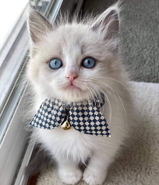 Günaydın. Aşırı mutlu bir haftanız olsun. Rastgele her işiniz ✋✋