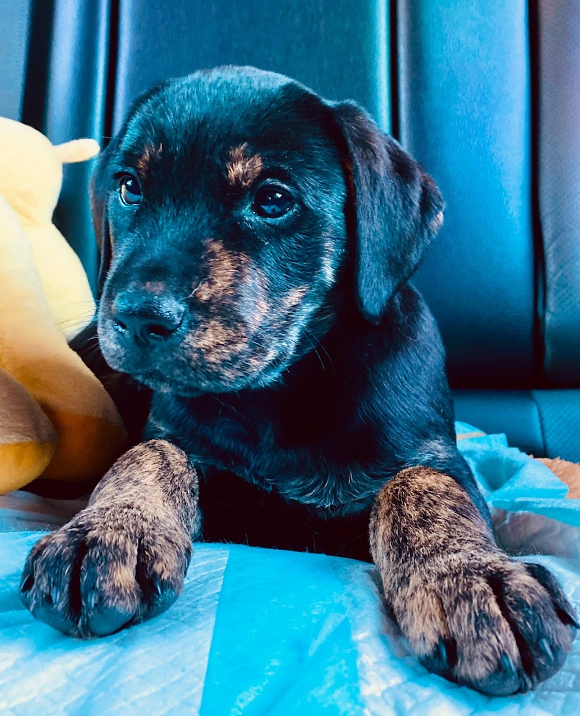 lestki's tweet image. 🥰Say hello to Harry.