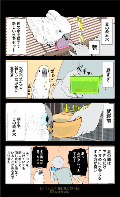 ☀気温が高くなってきました☀
水を汚すタイプの鳥はこまめに飲み水を換えてあげましょう🐤 