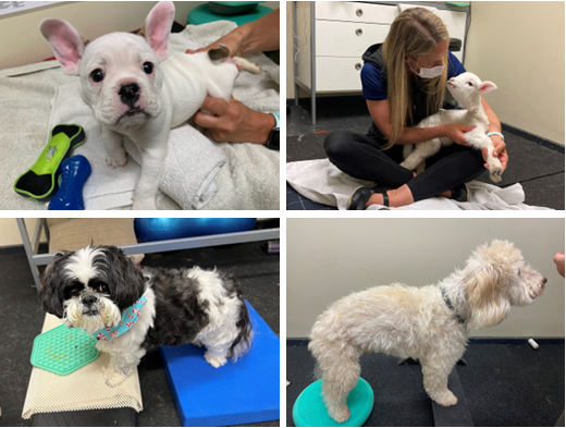 OzDogLover's tweet photo. 📆 #PPGA Live Webinar on Animal #Physiotherapy: Rehabilitation & Prevention of Injuries - June 30 from 7pm, presented by Lauren Elliott from #Melbourne Animal Physiotherapy, suitable for both #petowners & #pet professionals. Visit Courses Page for more 👉
https://t.co/mIiudOB94I https://t.co/ekUmi9ndL2