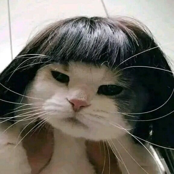 KUCING PEDULI (@KUCING_PEDULI07) / Twitter