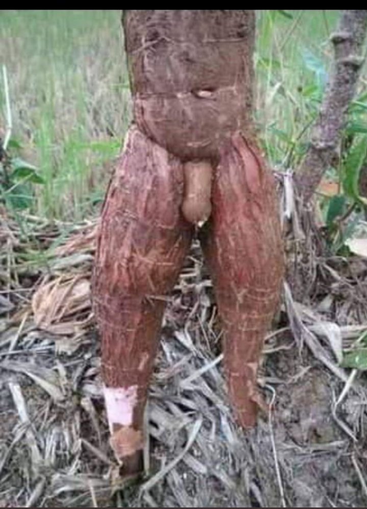 BUSHOMBE1's tweet photo. Igihingwa 
a.NGANDURARUGO

b.NGANDURABUKUNGU https://t.co/UqSx5UQBFH