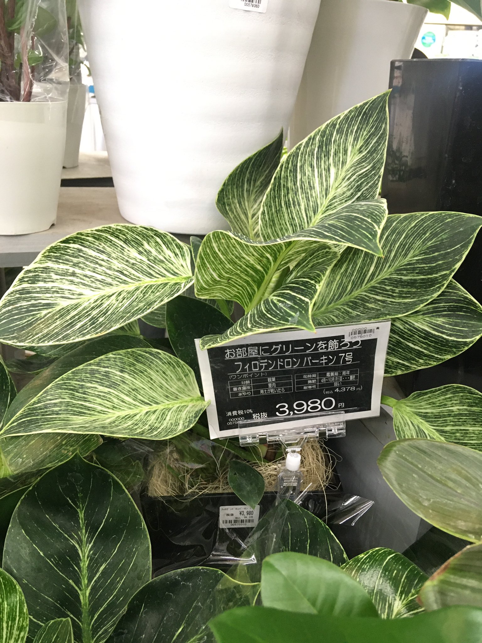 Akichan Lucky 新しい観葉植物欲しいなあ 葉の模様が綺麗な植物がほしいなと2ヶ月くらい前から思ってる この前グッデイで見つけた このこ可愛かったな 道の駅巡りも行きたいな T Co Xx1f5glll2 Twitter