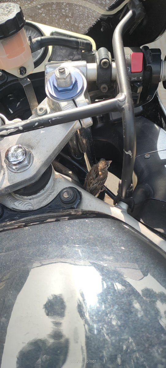 MASBIRRA's tweet image. Aaayyyyy gorriooon