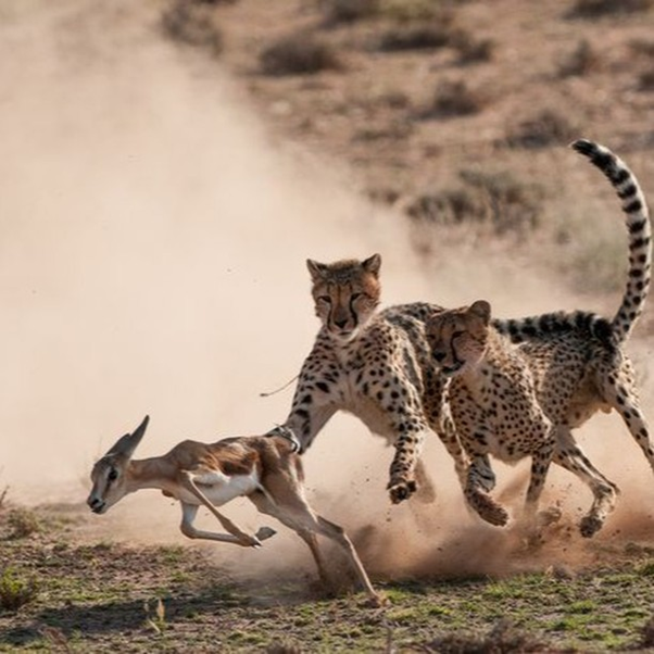AardowolfA's tweet photo. Africa safaris or Africa tours taking you to the most sought-after African safari national parks and game reserves.

For more details visit us: https://t.co/l6J8ghKVMQ

#Ugandasafari #Uganda #Aardwolfafrica #Ugandatour #Exploreuganda #Safaritours #Visituganda #Vacation #Trip https://t.co/1mscg9eRQi