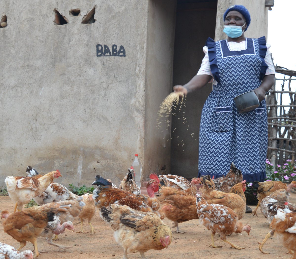 ZRBFZIM's tweet photo. About 800 farmers in Chiredzi and Mwenezi taking part   in  Indigenous Chicken Value Chain promoted by UNDP-ZRBF #ECRAS project are using their income to offset temporary financial shocks while  contributing to village savings and lending and funding  income-generating activities https://t.co/xlUGTrzb6B