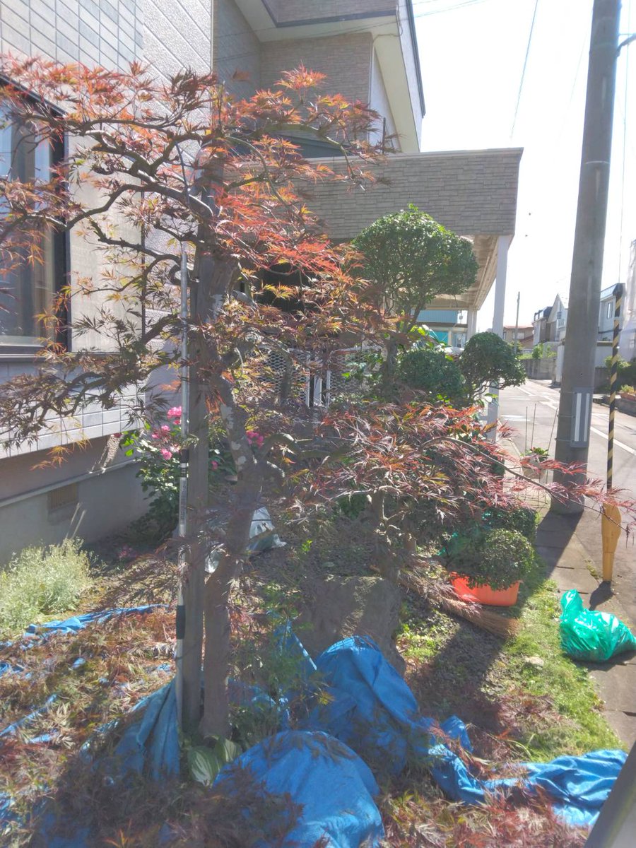 takataro2015's tweet photo. 南天、ツバキ、大ツゲを終わって最後が枝垂れモミジ、これが剪定では一番難しいと思います。 
枝垂れの枝をバランス良く配置して余分な枝や葉を残さず、切りすぎない様にするには空間認識が必要です。 
それほど大きくないこの木でも２時間近く掛かりました。 https://t.co/012AR580QO
