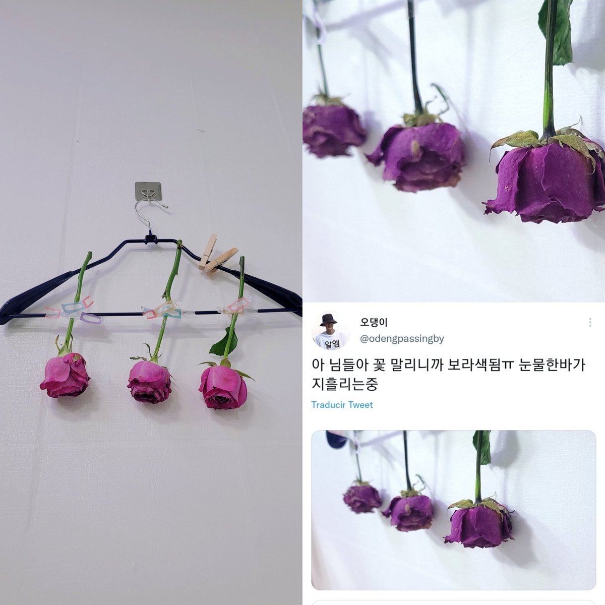 myglosshy's tweet photo. — un ARMY que asistió a la pre-grabación en vivo de Bangtan de un programa musical, secó las tres rosas que Bangtan había dado como regalo para así conservarlas por más tiempo. Este ARMY descubrió que cuando secas las rosas rosadas estás se vuelven de color purpura 🥺 https://t.co/FgxPMaD7Jd