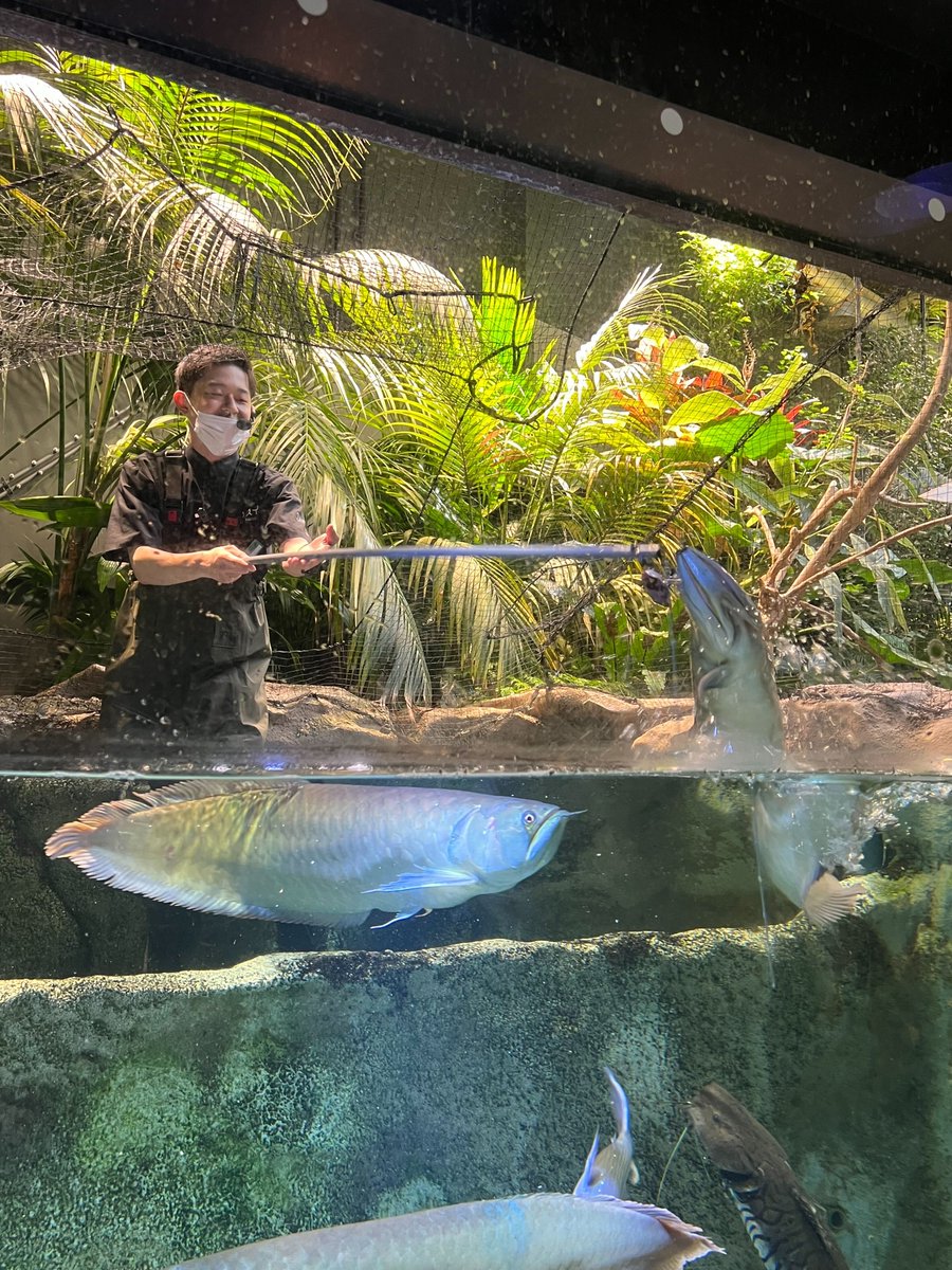 カワスイ では飼育クルーが生きものたちの解説をする 飼育員解説 を曜日ごとに開催中です こちらは アロワナ 編の様子 迫力満点のエサやりシーンに子どもたちも興味深々ですね 川崎水族館 中原区 中原区民ニュース