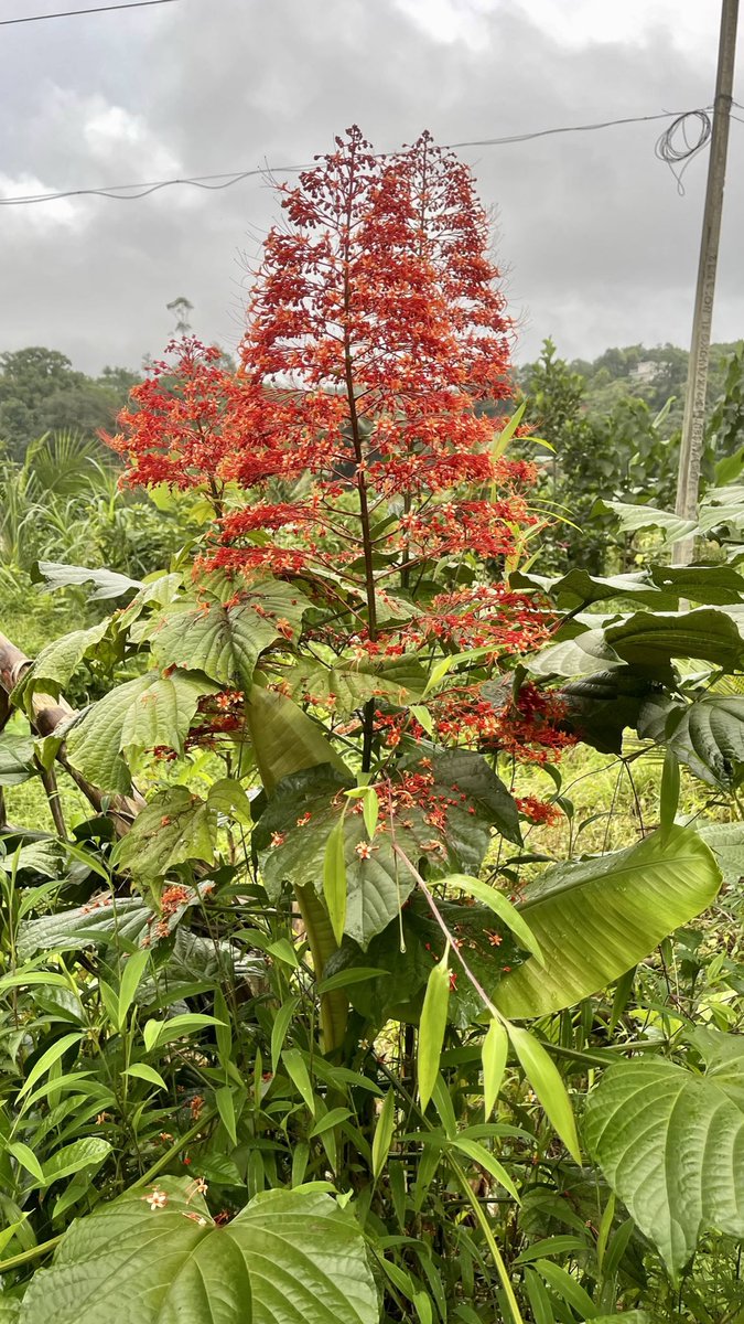 Postcards from #idukki #passaggioinindia #keraladiaries2022