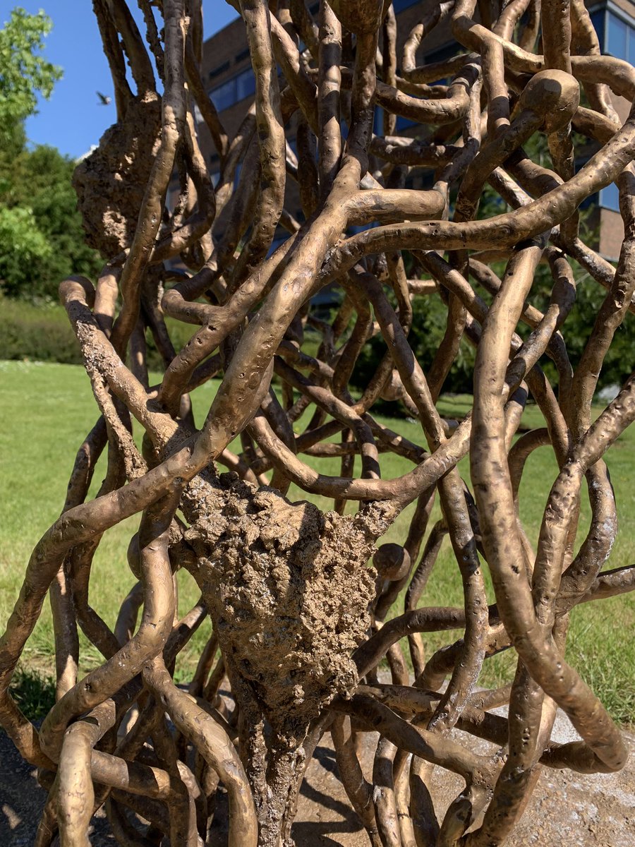 Neil Gow (@neil_gow) on Twitter photo Great to see Still Movingās new Pharmakon sculpture of a tangled weave of Candida hyphae being attacked by white blood cells outside the MRC- Centre for Medical Mycology, Geoffrey Pope Bldg at Exeter. <a href="/MRCcmm/">MRC Centre for Medical Mycology</a> @BSMM_Junior <a href="/eurconfmedmycol/">ECMM</a> <a href="/StillMovingCIC/">Still/Moving</a> <a href="/ISHAM_Mycology/">ISHAM</a> Great to see Still Movingās new Pharmakon sculpture of a tangled weave of Candida hyphae being attacked by white blood cells outside the MRC- Centre for Medical Mycology, Geoffrey Pope Bldg at Exeter. <a href="/MRCcmm/">MRC Centre for Medical Mycology</a> @BSMM_Junior <a href="/eurconfmedmycol/">ECMM</a> <a href="/StillMovingCIC/">Still/Moving</a> <a href="/ISHAM_Mycology/">ISHAM</a>