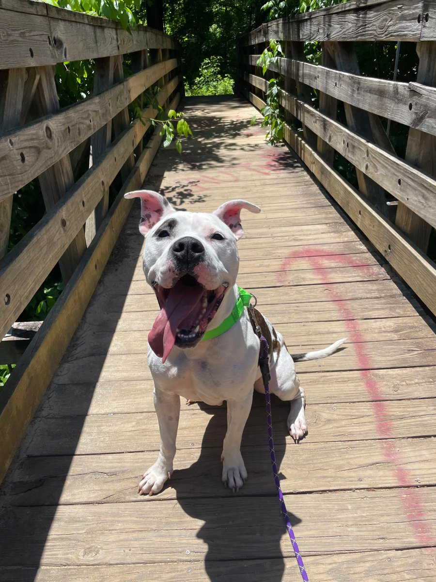 AwwHourly's tweet photo. My foster dog, Roxy, on her first hike outside of the shelter [OC] - #dog #foster #hike #Roxy #shelter https://t.co/mlS3arxvi2