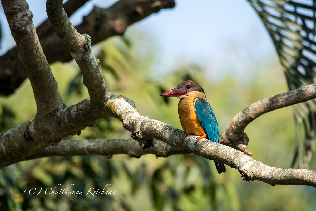 chaithanyak's tweet photo. Stork Billed Kingfisher
#mysore #mysorebirds #birdsofmysore #IndiAves #wildlife #wildlifephotography #ThePhotoHour #BBCWildlifePOTD #indianbirds @WildlifeMag #nikonphotography @NikonIndia #Birdsanctuary #Ranganathittu https://t.co/Jt5Vi82QCq