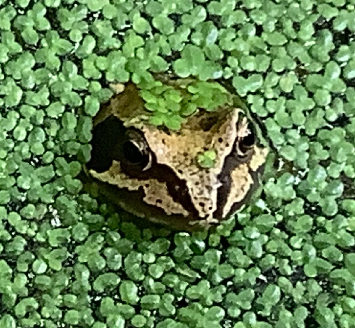 burlingtonjnr's tweet photo. We completed the Great Yorkshire Creature Count - we found 12 out of the 30 species listed (we know the robin is often there but not on our counting day). Pupils enjoyed listening and looking for wildlife. #CreatureCount @YorksWildlife @NatureFSchools https://t.co/sUDrOmS1ve