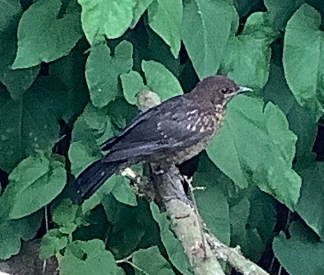 burlingtonjnr's tweet photo. We completed the Great Yorkshire Creature Count - we found 12 out of the 30 species listed (we know the robin is often there but not on our counting day). Pupils enjoyed listening and looking for wildlife. #CreatureCount @YorksWildlife @NatureFSchools https://t.co/sUDrOmS1ve