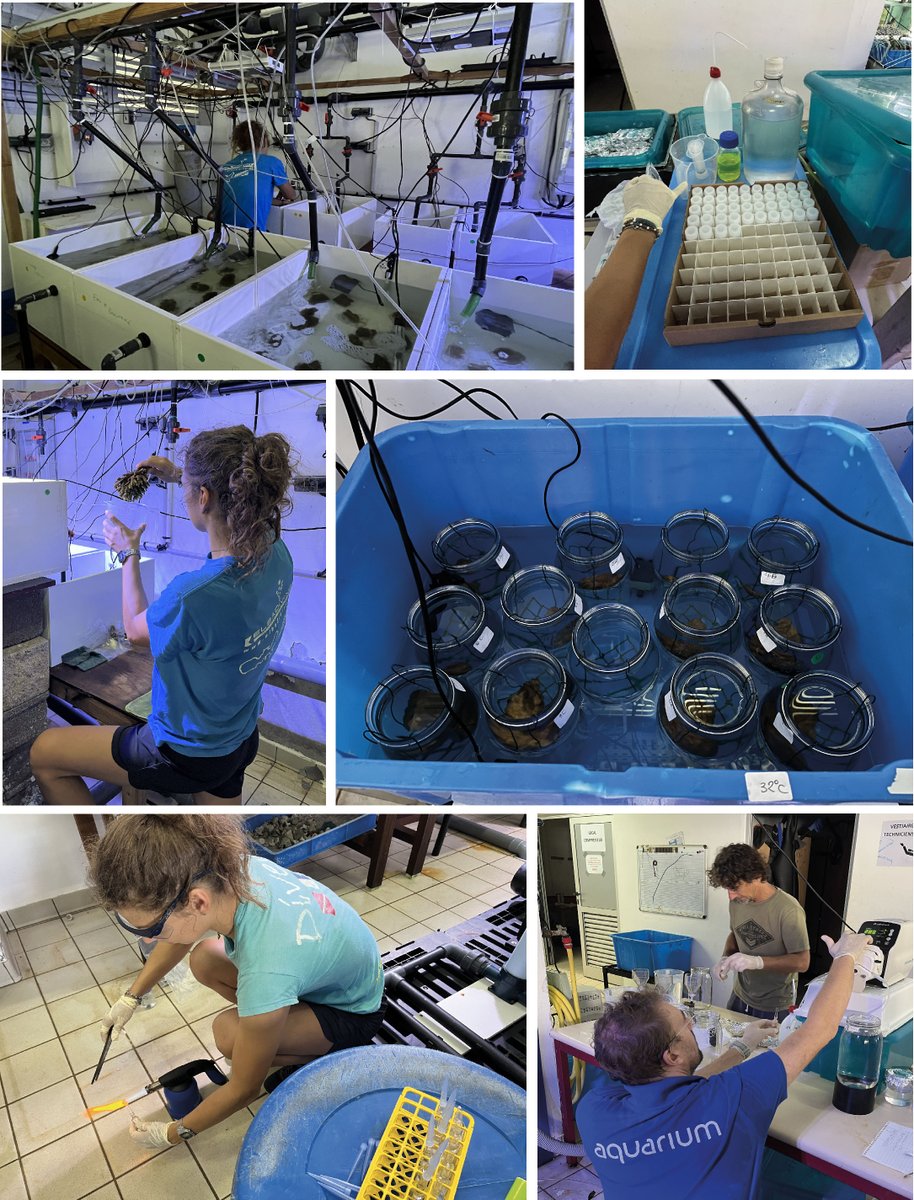 Glad to have finished my lab experiment!!

Waiting for #organicmatter and #enrichedstableisotopes analysis to evaluate the effect of #temperature on the #sponges carbon cycle!

Thanks to @laboratory_and  and special thanks to my supervisor @RMetalpa 
@UMREntropie @ird_fr @unc_nc