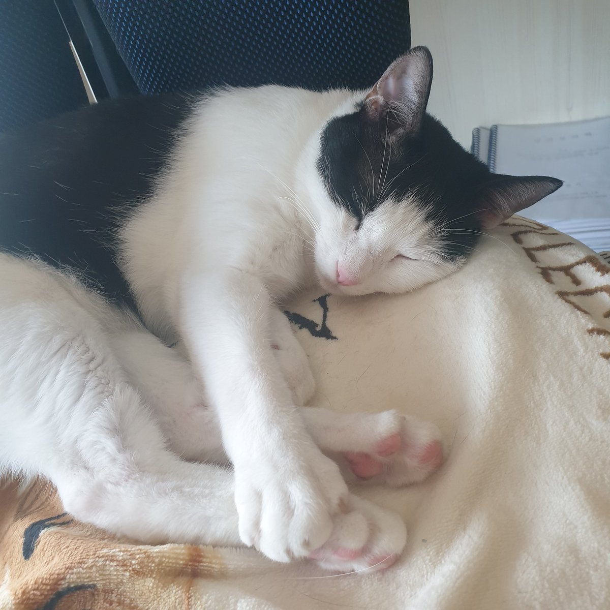 그치 덥지 보름아