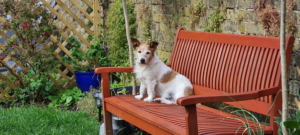 TheMiloDog's tweet photo. #Garlic's nearly ready human. Wuff! #ThatBench https://t.co/AMUMVVsPTU