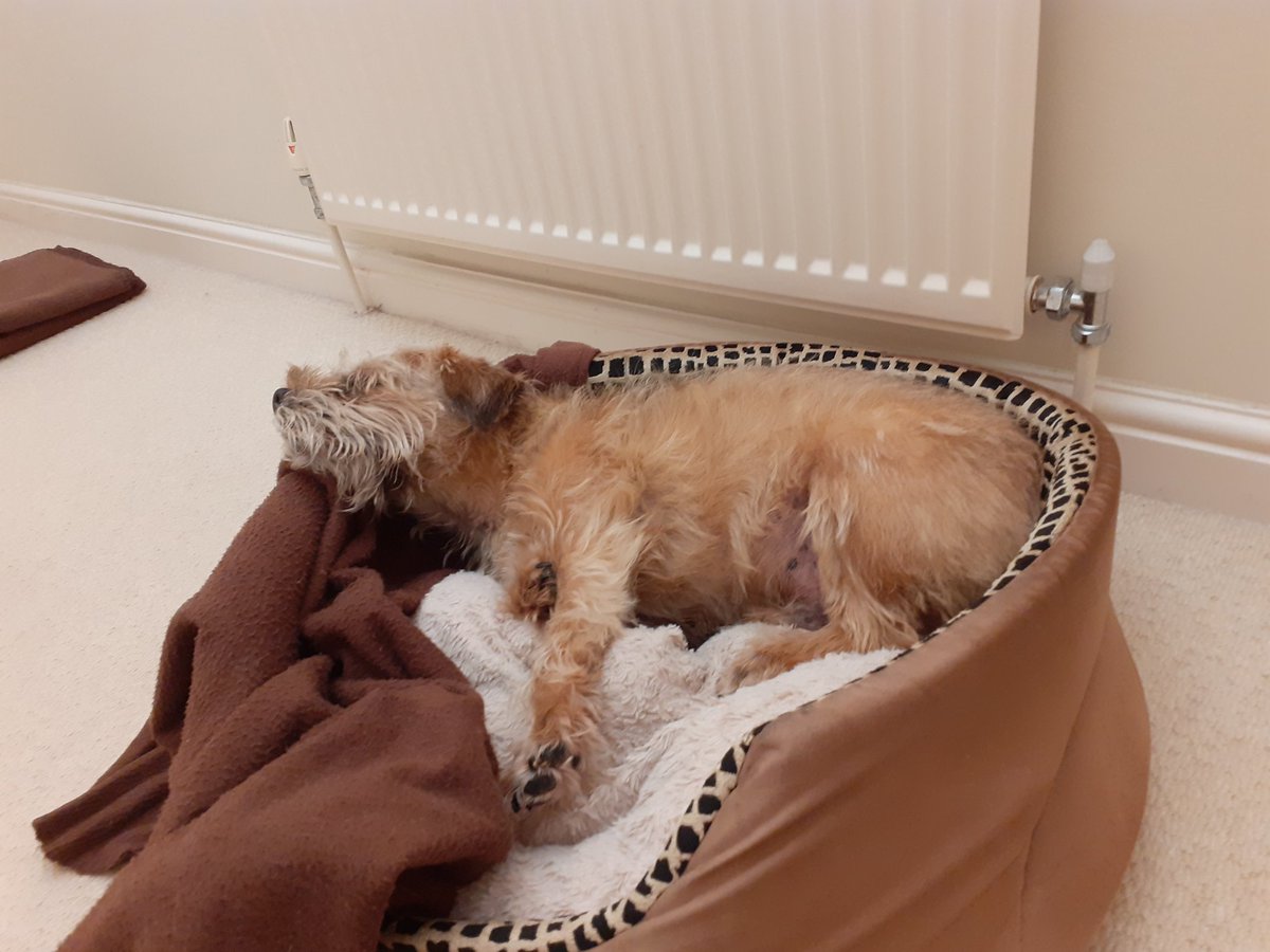HarrybtGreaves's tweet photo. Mornin pals 

#borderterrier https://t.co/GeNzZlqnzs