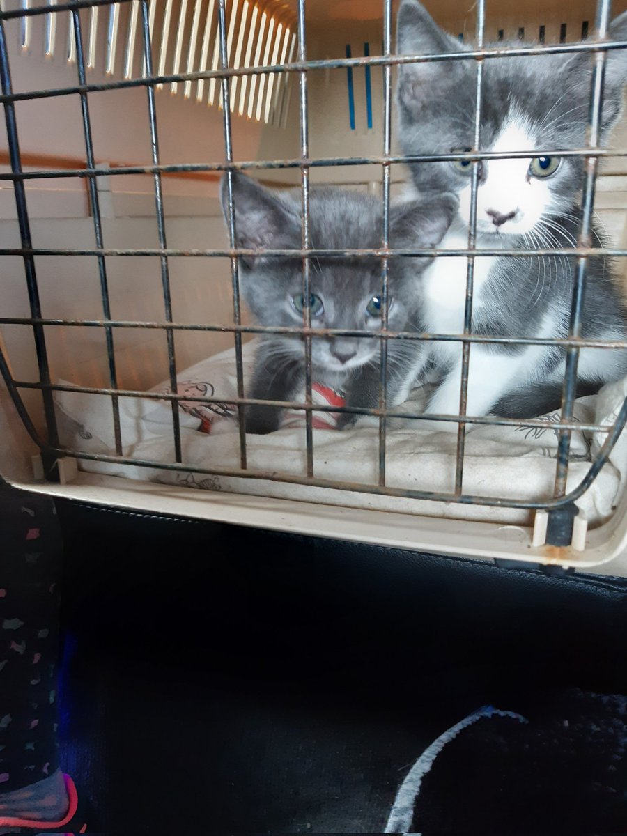 Meet our newest employees <a href="/KilmacolmT/">Kilmacolm Farm Tours</a> Smudge 'n' Splash 😍