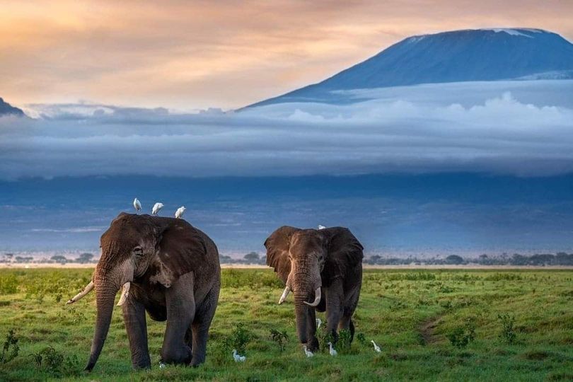 Magical Kenya tweet media