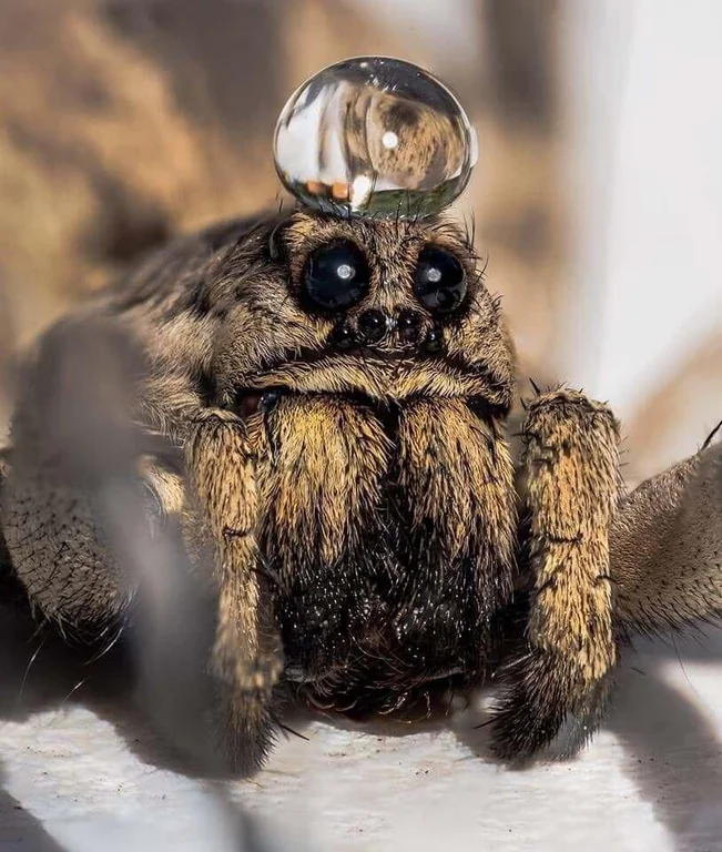 RadaNotSay's tweet image. 🕷️🧢😎
by GeminiJupiter