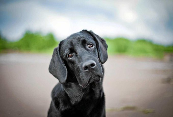 Hoy queremos dar las gracias a las protectoras de animales.

En 2018 más de 138.000 perros y gatos fueron recogidos por las entidades protectoras de animales en España.

Mírale a los ojos 👀 y piensa qué sería de él si te vas de vacaciones y lo abandonas.

Adopta un 🐶🐱