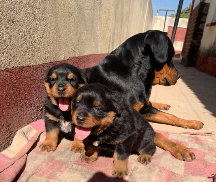 rehoming rottweiler puppies