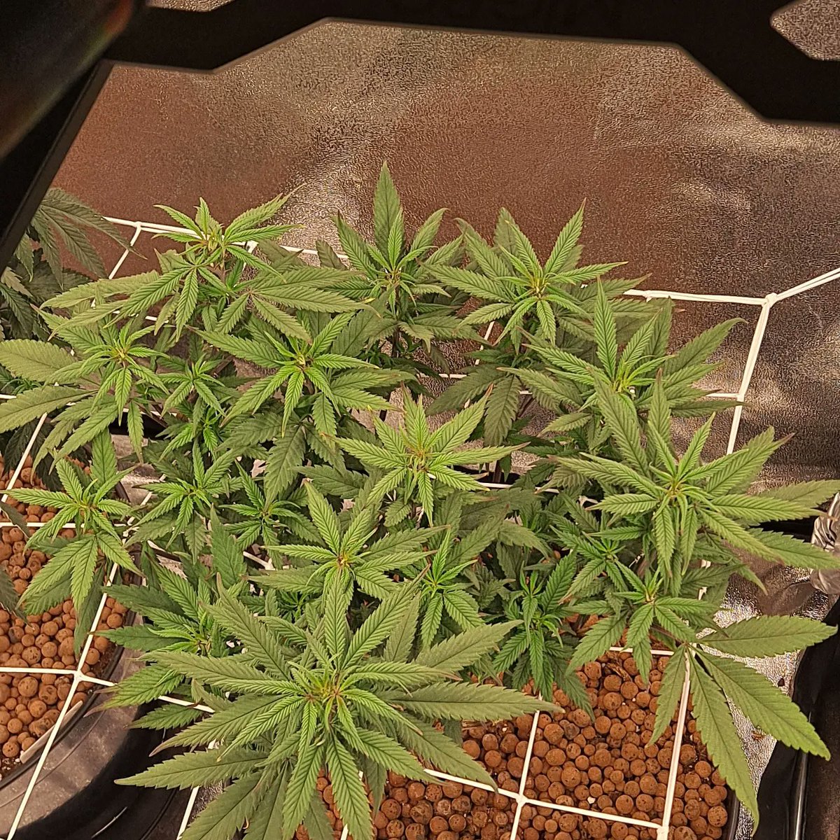 85Podge's tweet photo. Well it's time to flip the ladies 💚 I'm very excited to see and watch them Grow big 🌿💚  #growyourown #CannabisCommunity #irishcannabiscomunity #wearenotcriminals #whataboutus #patientsforsafeacces #insomniasufferer #bringaliciahome #Plargon #Migro #Soil 💚🇮🇪 https://t.co/75GhYHwYv9