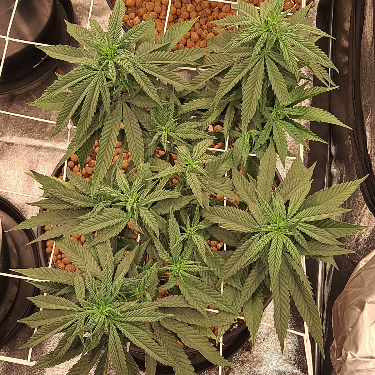 85Podge's tweet photo. Well it's time to flip the ladies 💚 I'm very excited to see and watch them Grow big 🌿💚  #growyourown #CannabisCommunity #irishcannabiscomunity #wearenotcriminals #whataboutus #patientsforsafeacces #insomniasufferer #bringaliciahome #Plargon #Migro #Soil 💚🇮🇪 https://t.co/75GhYHwYv9