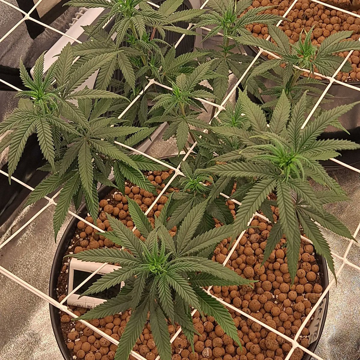 85Podge's tweet photo. Well it's time to flip the ladies 💚 I'm very excited to see and watch them Grow big 🌿💚  #growyourown #CannabisCommunity #irishcannabiscomunity #wearenotcriminals #whataboutus #patientsforsafeacces #insomniasufferer #bringaliciahome #Plargon #Migro #Soil 💚🇮🇪 https://t.co/75GhYHwYv9