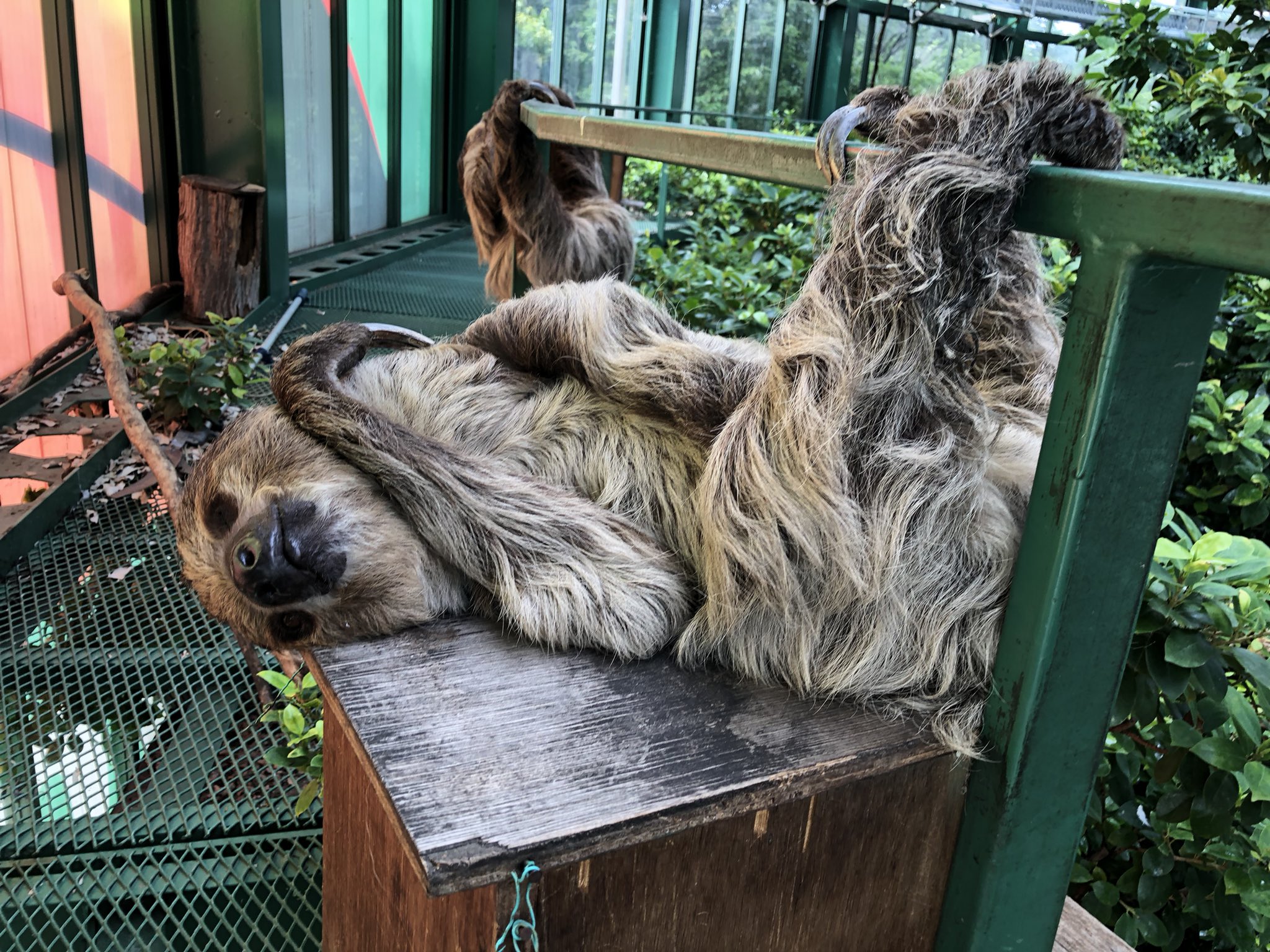 千葉市動物公園 公式 今日の３時ごろのナマケモノ お父さんは 寝ており テラスは 手すりにぶら下がって なごみは 隅で隠れていました 飼1 千葉市動物公園 フタユビナマケモノ T Co Hokp86mai7 Twitter