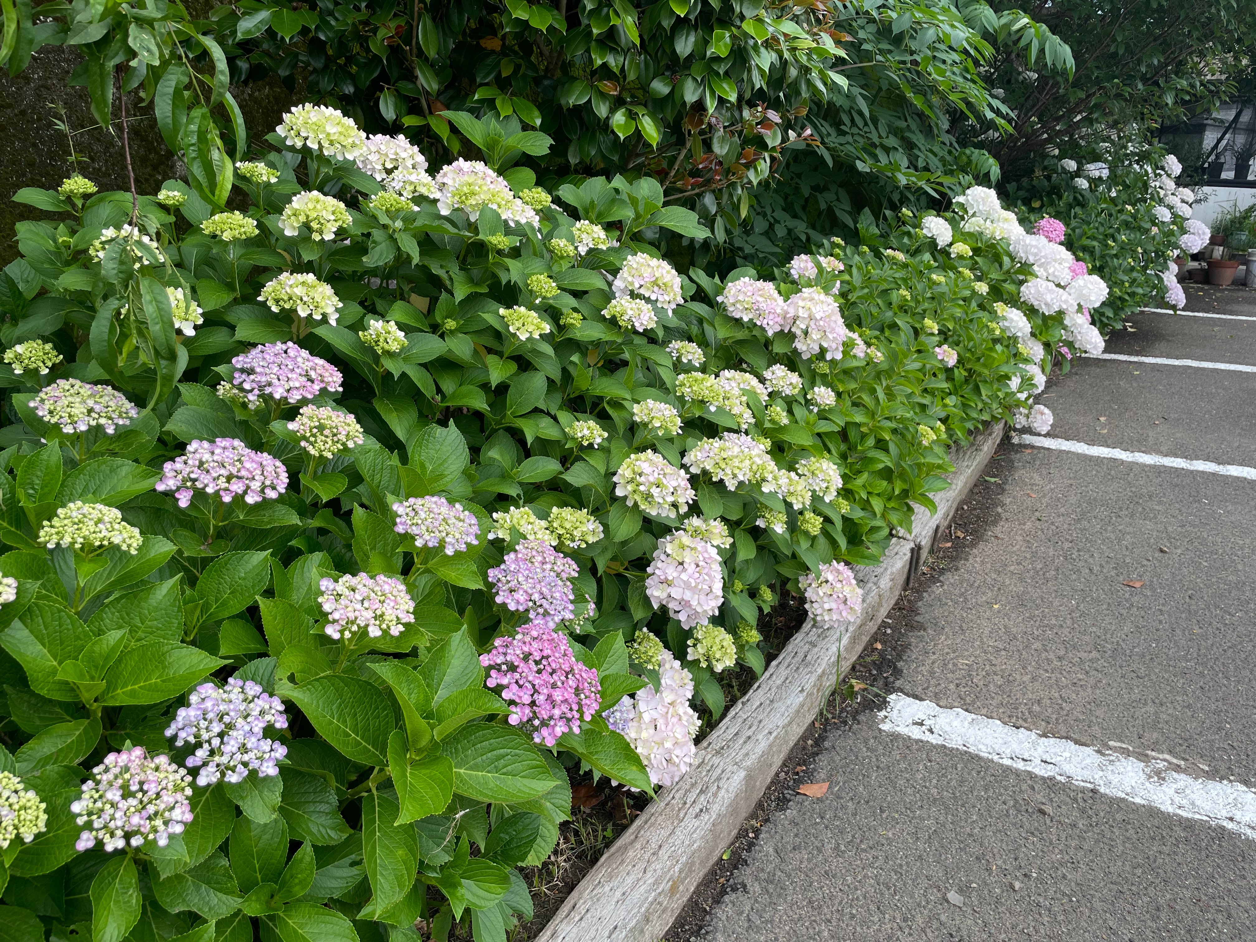 箸蔵山ロープウェイ あじさい 登山口駅周辺 見頃になりました 挿し木したりして 色んな種類のアジサイを増やしています 最後の一枚は単なる白いアジサイを挿し木したはずなのに 何故だか下の鉢より大きな花が しかも少々みどり系 これは