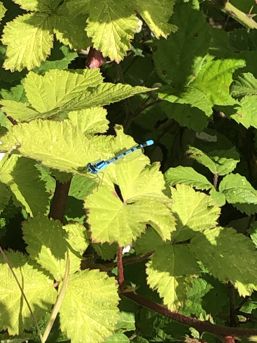 Due to be destroyed by an unwanted film studio! 
Today showed some of the benefits to wildlife this piece of land offers- broadleaf woodland in the making &amp; loads of wild orchids💚 
How is this not valuable wildlife habitat? #saveMarlowsGreenbelt #littlemarlowlakescountrypark