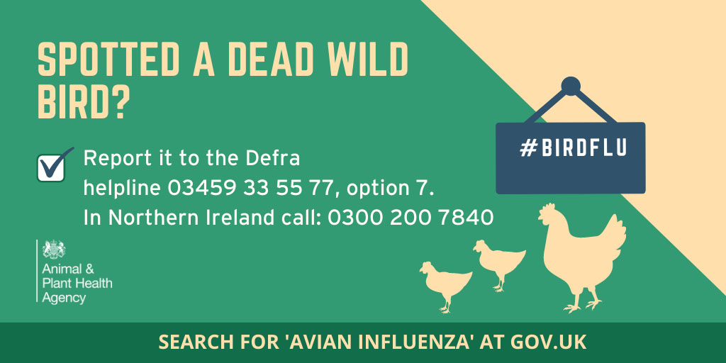 You might see posters in our parks and along the seafront about avian flu/bird flu. If you spot a dead wild bird (including a gull, duck, goose, swan or bird of prey) don't pick it up or touch it. Report it to the Defra helpline on 03459 335577. 1/2