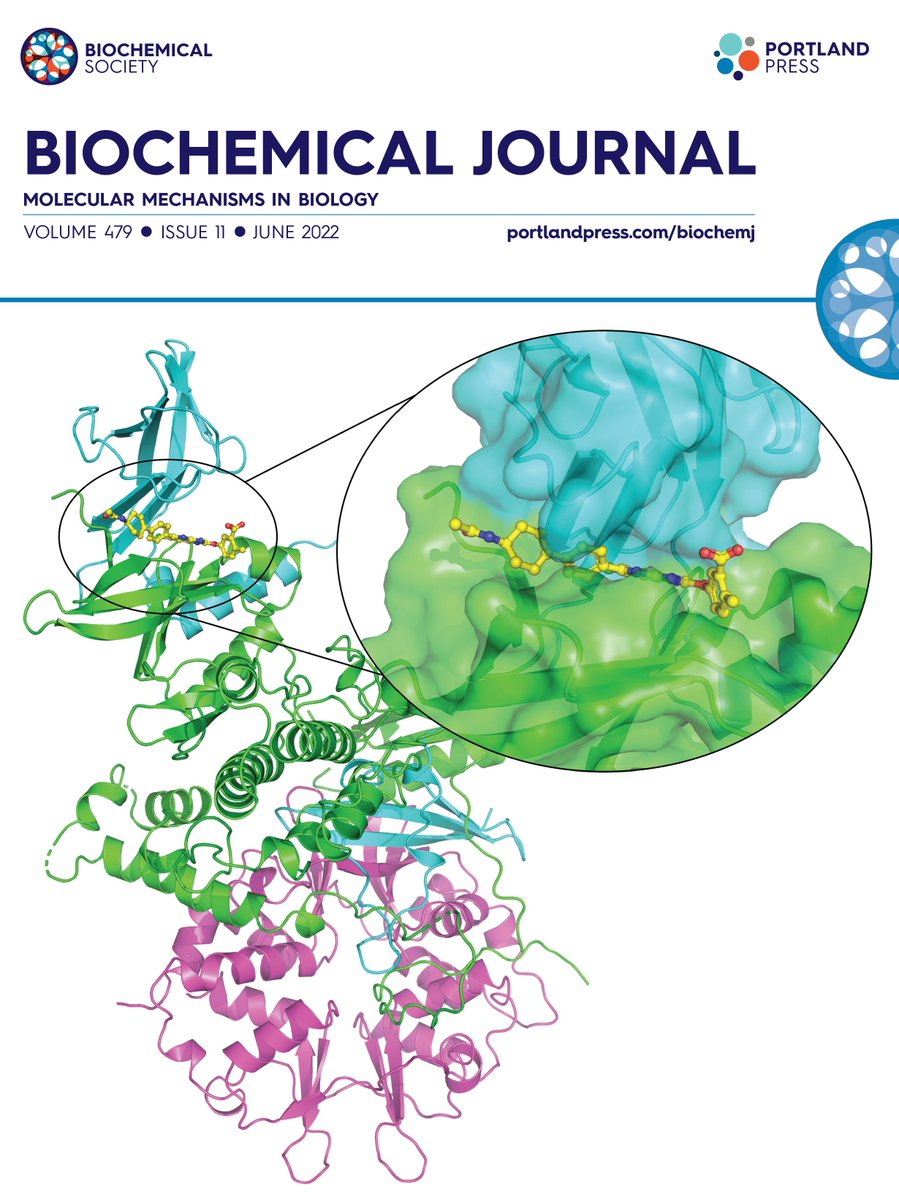SVIResearch's tweet photo. Congratulations to co-first author Ash Ovens and senior author Chris Langendorf on their AMPK paper with @PPPublishing in @Biochem_Journal. These findings will guide future design of α2β2-selective AMPK activators. Kudos to be honoured with a cover image!
https://t.co/qdFOjkG4ZI https://t.co/jRMIvGTECc
