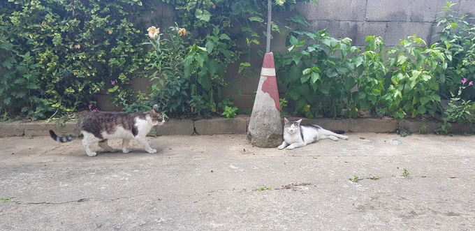 시골집 고양이 