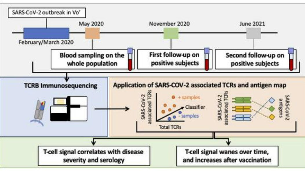 MedcompUnipd's tweet photo. HOW WE PROCEEDED:

T-cells have a central role in mounting an immune defense against #SARSCoV2, that persists up to 15 months. Moreover, T-cell depth is correlated with disease severity.

https://t.co/O3FEpHnXj0

@JCI_insight https://t.co/BiGz1WY9HS