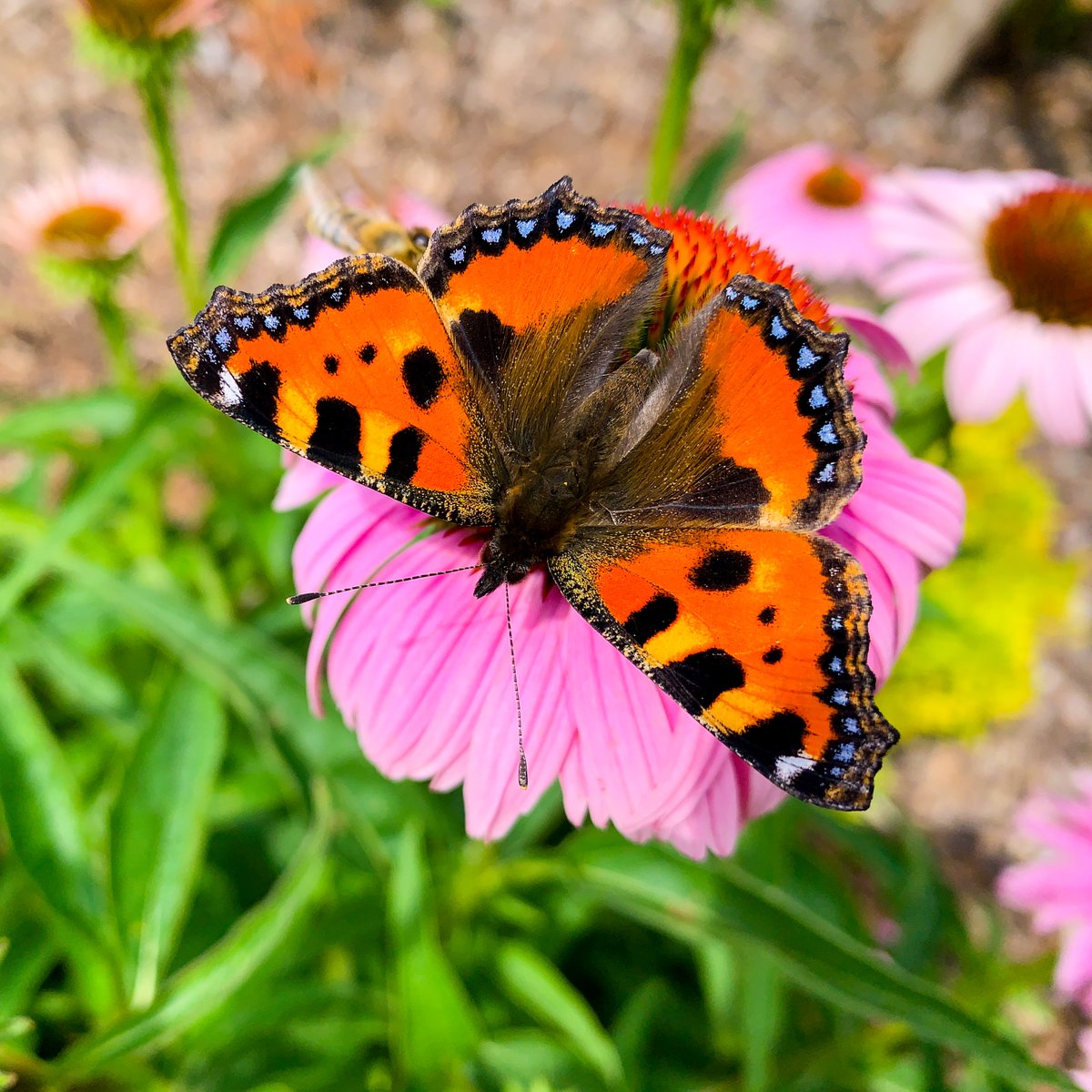BioScapesUK's tweet photo. It's #Day20 of #30DaysWild and it is also the start of #InsectWeek (20th-26th). What is your favourite insect? Take an insect photo up close and tag #BioScapes and weโll try and tell you what it is. @YorksWildlife #insect #butterfly https://t.co/xEdQWWZQew