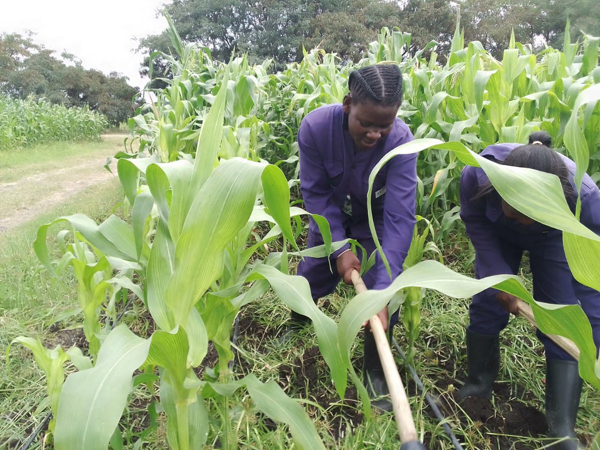 Happy new week! Bright and early for a practical Morning Session: Weeding for maize crop. Weeding is necessary because weeds compete with main crop plant for the different factors such as water, sunlight, nutrients and space and therefore affect plant growth
#farming #agriculture
