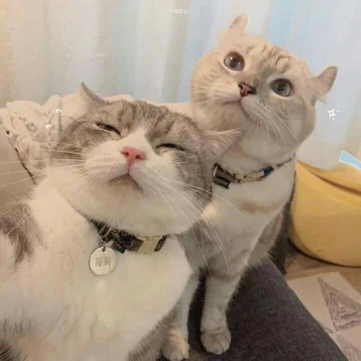 ً (@taebincats) on Twitter photo 