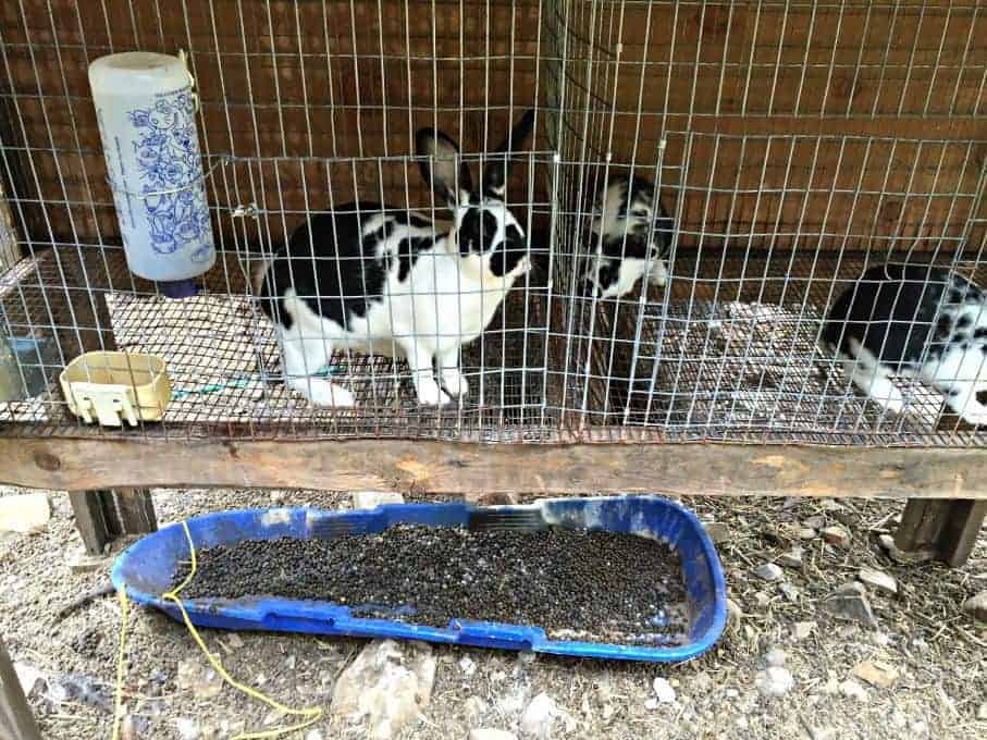 MillimagF's tweet photo. 2. Rabbit manure is one of the few fertilizers that will not burn your plants when added directly to the garden and can be safely used on food plants. https://t.co/9qJtpkS4Zf