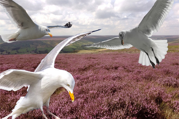 From the C4PMC site comes this robust and forthright article about the imbalances in conservation legislation and the inability of conservation organisations to act.
"When the curlew and lapwing have all gone, it is very clear where the blame will lie..."

c4pmc.co.uk/post/gulls-wip…