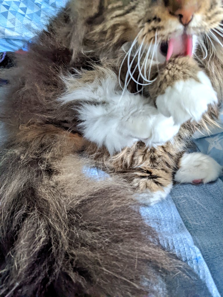 el_main_P's tweet photo. とりあえず、おきたら、けをととのえる。

#メインクーン 
#猫がいる生活 
#猫との生活 https://t.co/mC0iZlYXkC