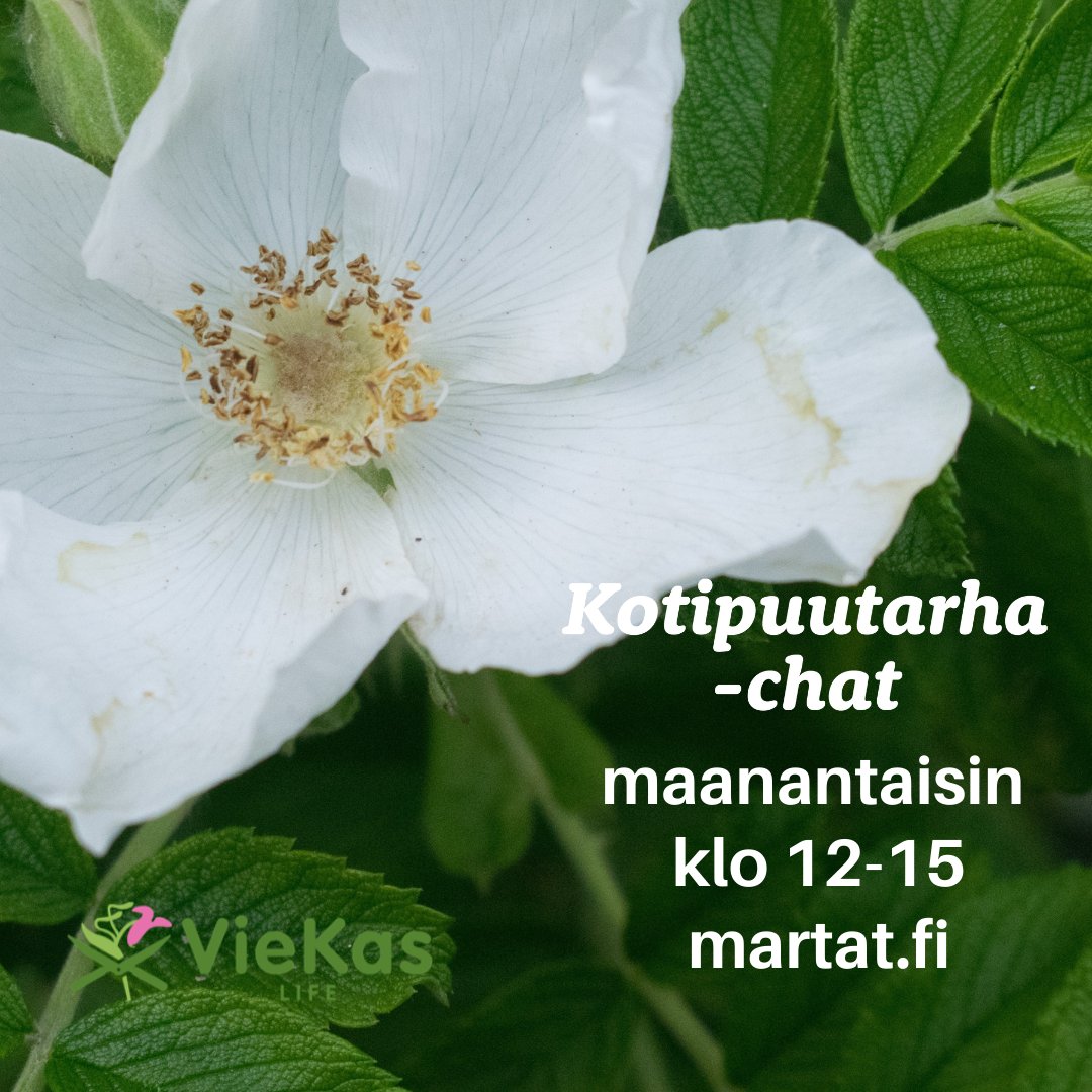 Martat.fi:n chat-neuvonta palvelee kotipuutarhureita maanantaisin klo 12–15 kesäkuun loppuun asti ja koko elokuun. Chat löytyy Martat.fi -sivustolta oikean alakulman painikkeesta "Kysy Martalta". martat.fi #Martat #Puutarha #Piha